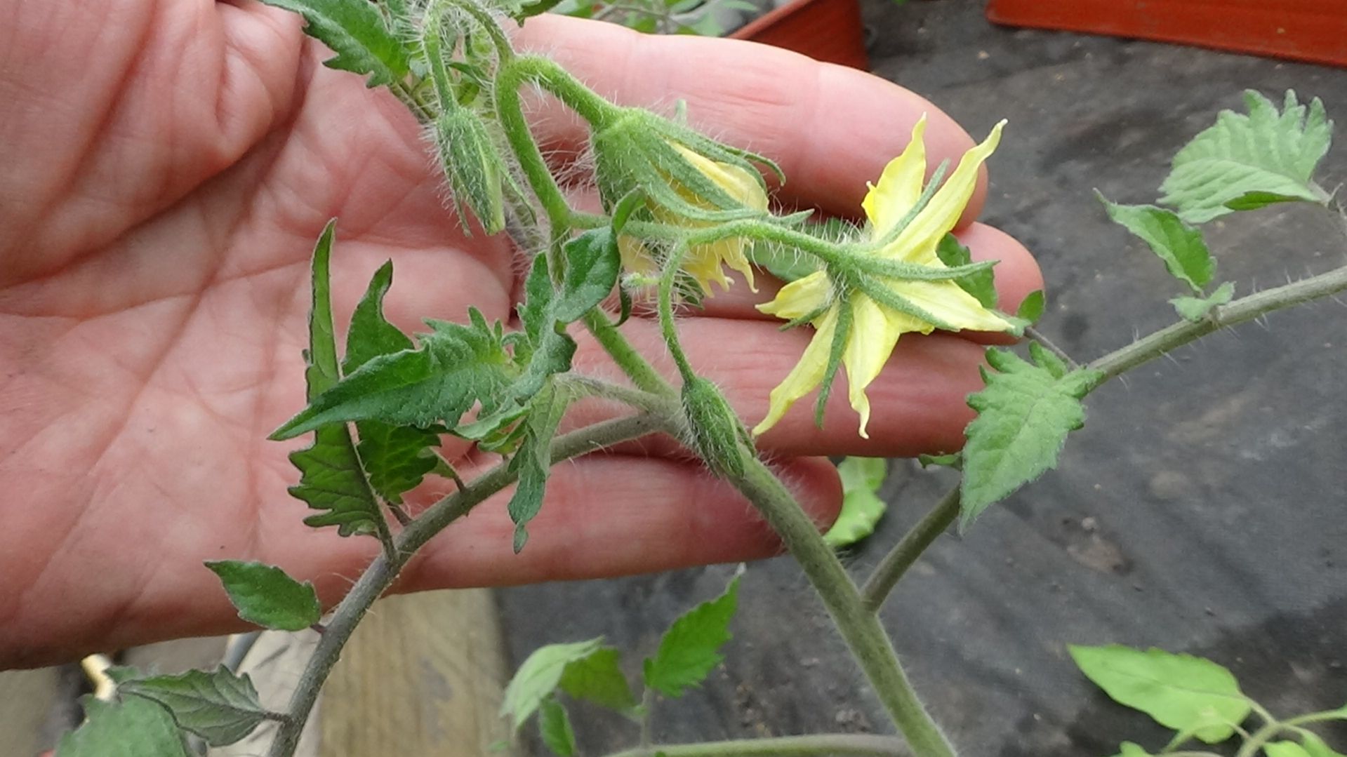 Этот минусинский томат выращиваю в теплице каждый год! Уже высадила. 16.04.2026.