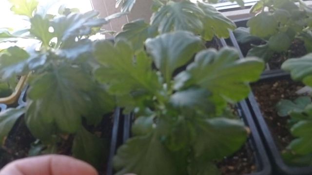 жизнь на крайнем севере/моя рассада