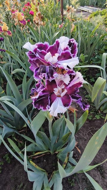 Ирис КЛАЙДЕСДЕЙЛ /CLYDESDALE (M. Смиф, 2013).mp4