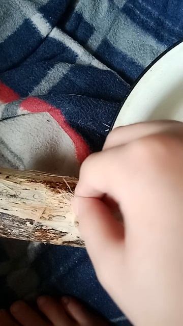 пантерное бревно