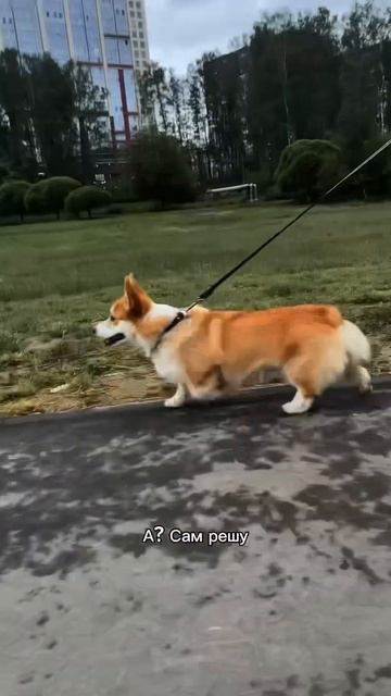 Коржик решил, что ты должен подписаться #корги #dogpersonality #funnydogs #corgi #поведение #shorts
