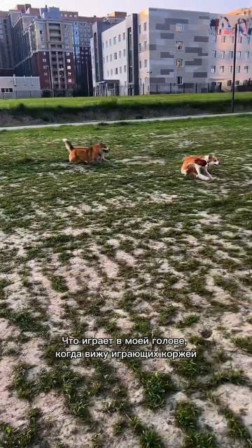 Ставь , если тебе хочется обнять корги #корги #funnydogs #реакция #corgi #милота #shorts
