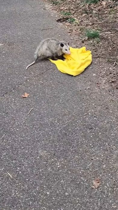 В США спасли перепуганного опоссума, застрявшего посреди шоссе