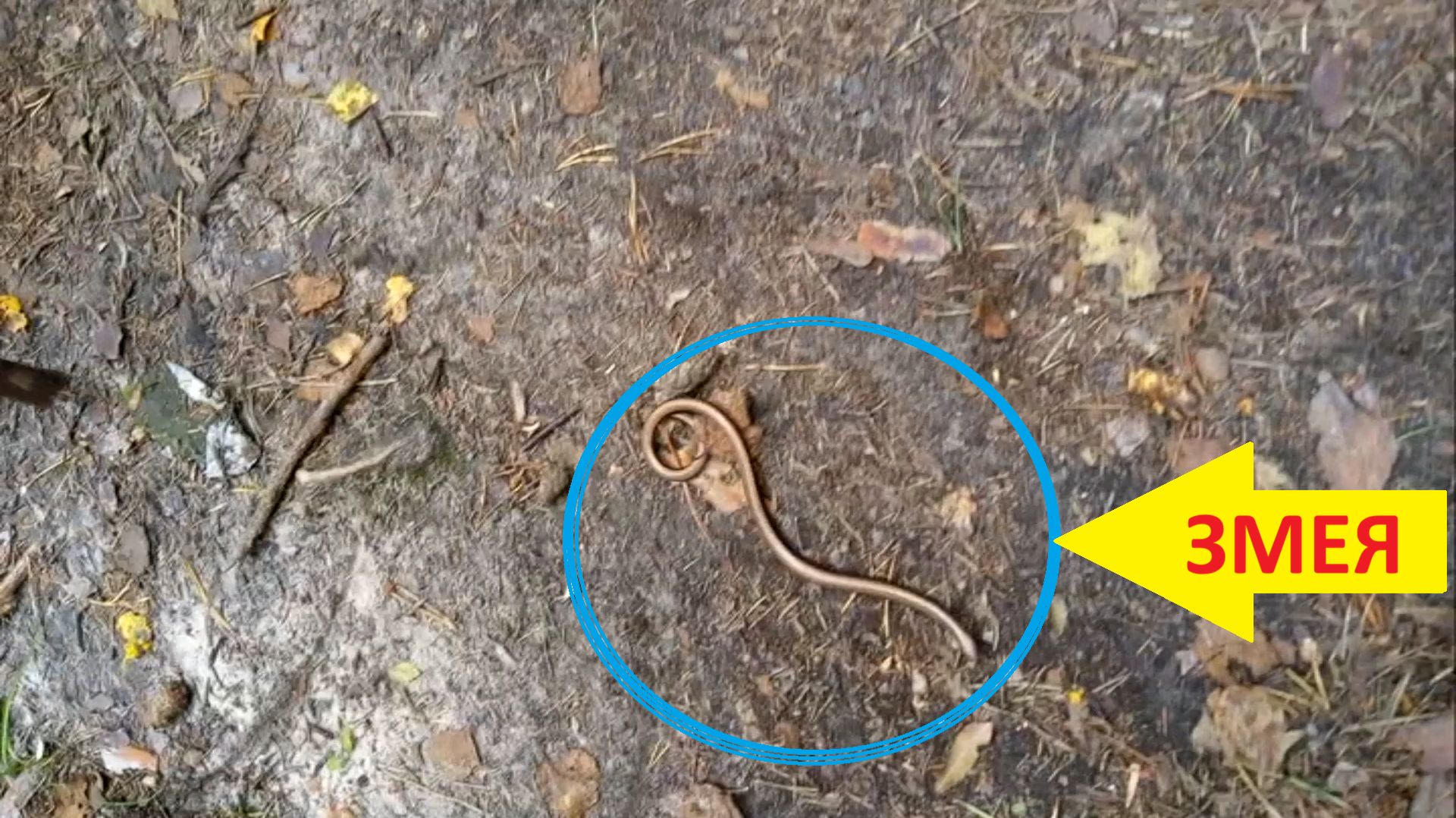 Ленивая змея