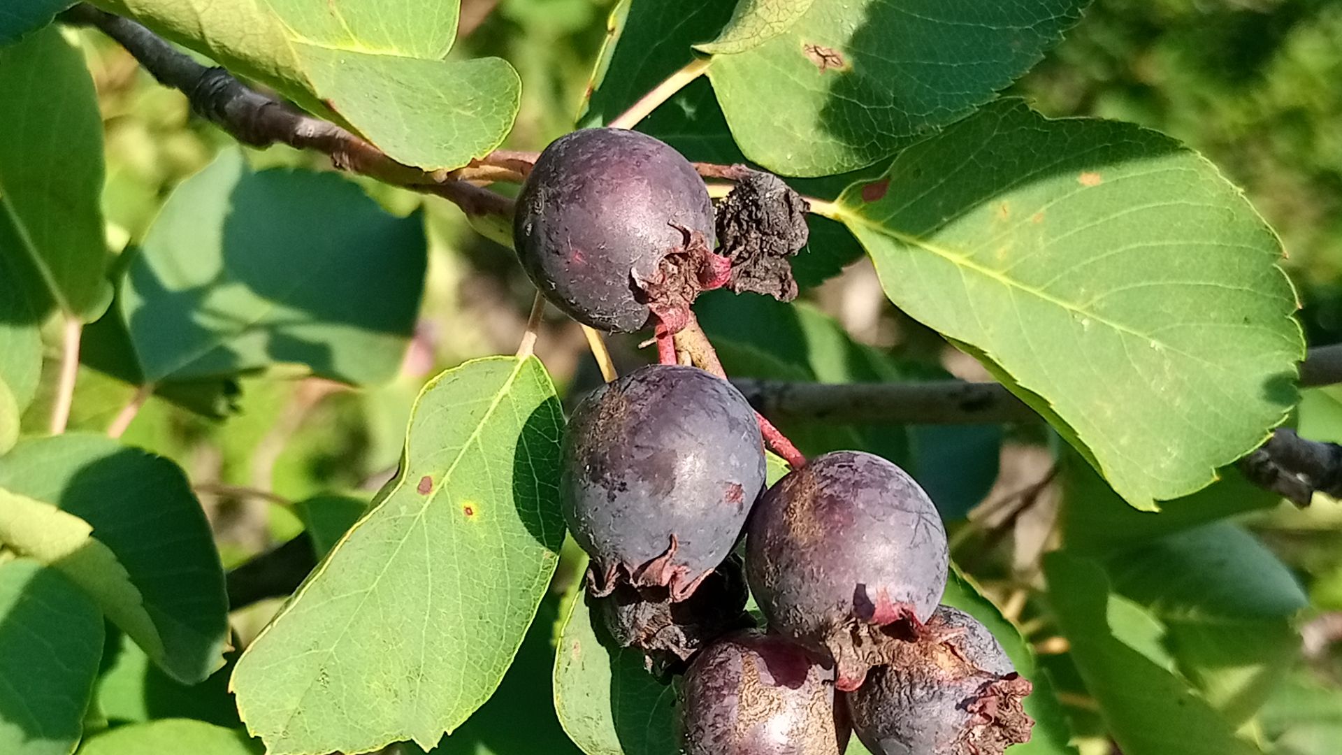 Подарочная упаковка для сотового меда