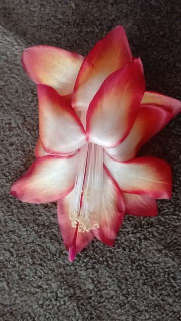 шлюмбергера сеянец № 4 (Vlasova' 2026)