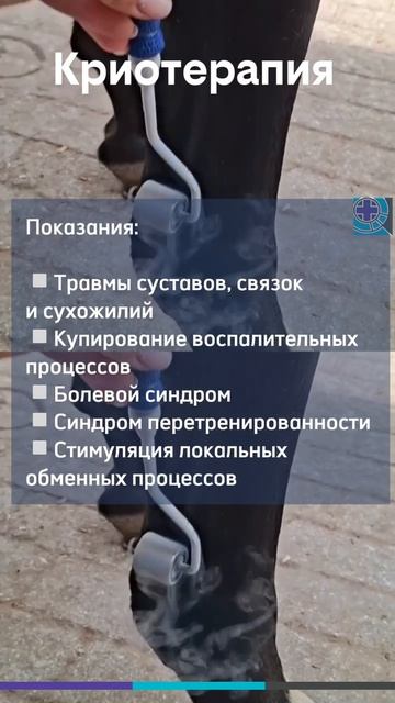 Криотерапия для лошадей в МАКСИМА ВЕТ