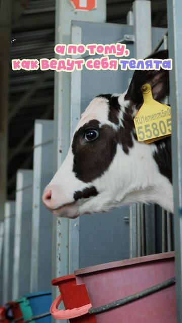 Весну на ферме ощущаешь не по календарю и даже не по погоде за окном.