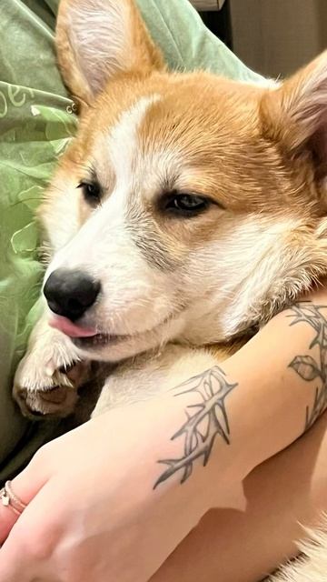 Показывайте ваших недобросовестных собак