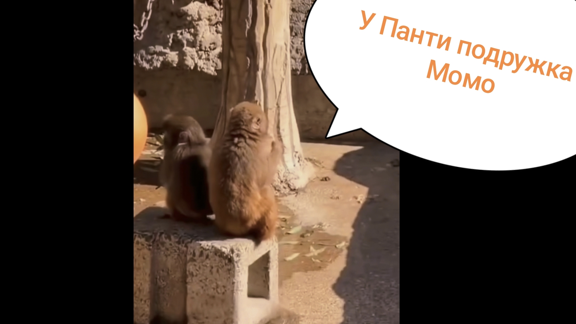 У Панти появилась подружка Момо