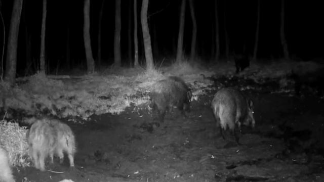 Кабаны фото ловушка