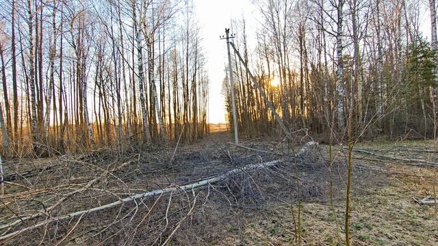 Вечер в весеннем лесу. ч.3. Апрель 2026