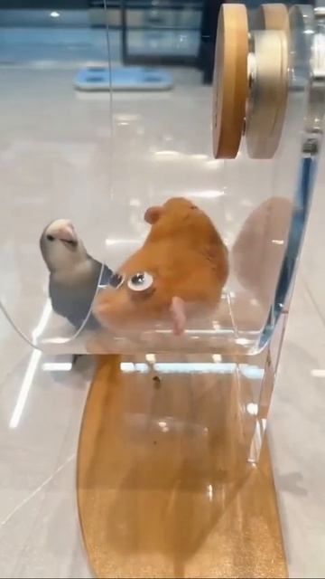 Клип @otdel_krinzha