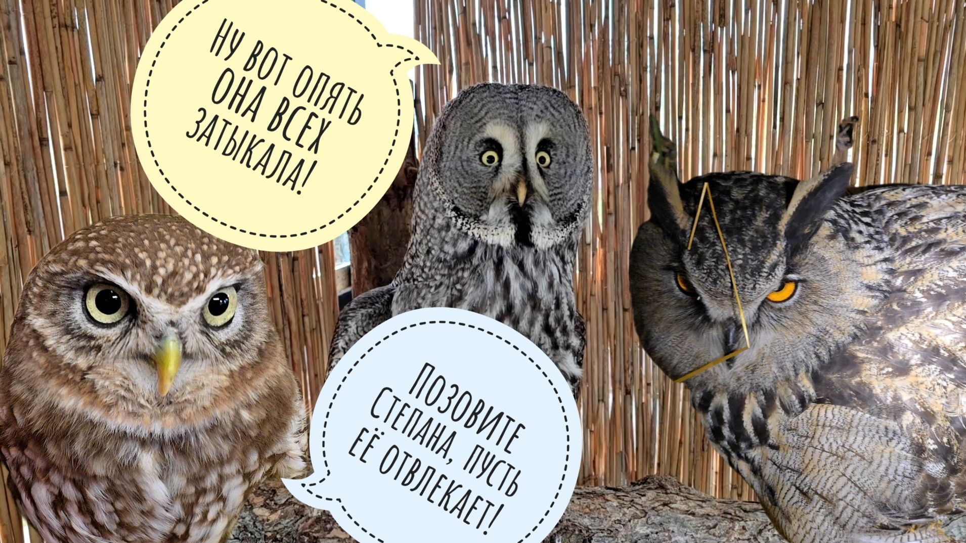 Сова Кофи мило негодует, сыч Лучик следит за мышеньками, ёжик вышел гулять, жаба катается на плоту