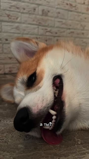 Подписка = ежедневная доза корги #корги #смешныеживотные #funnydogs #corgi #поведение #shorts