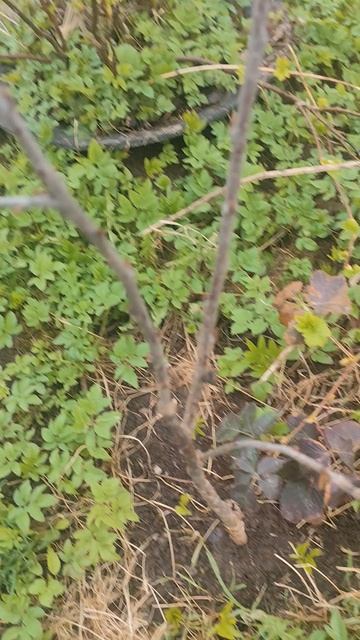 Для Дачников продолжение.