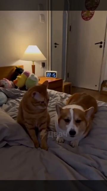 Хитрый кот 😀