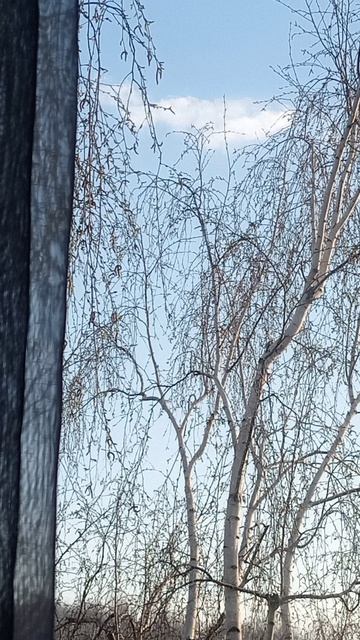 Доброе утро, весна!