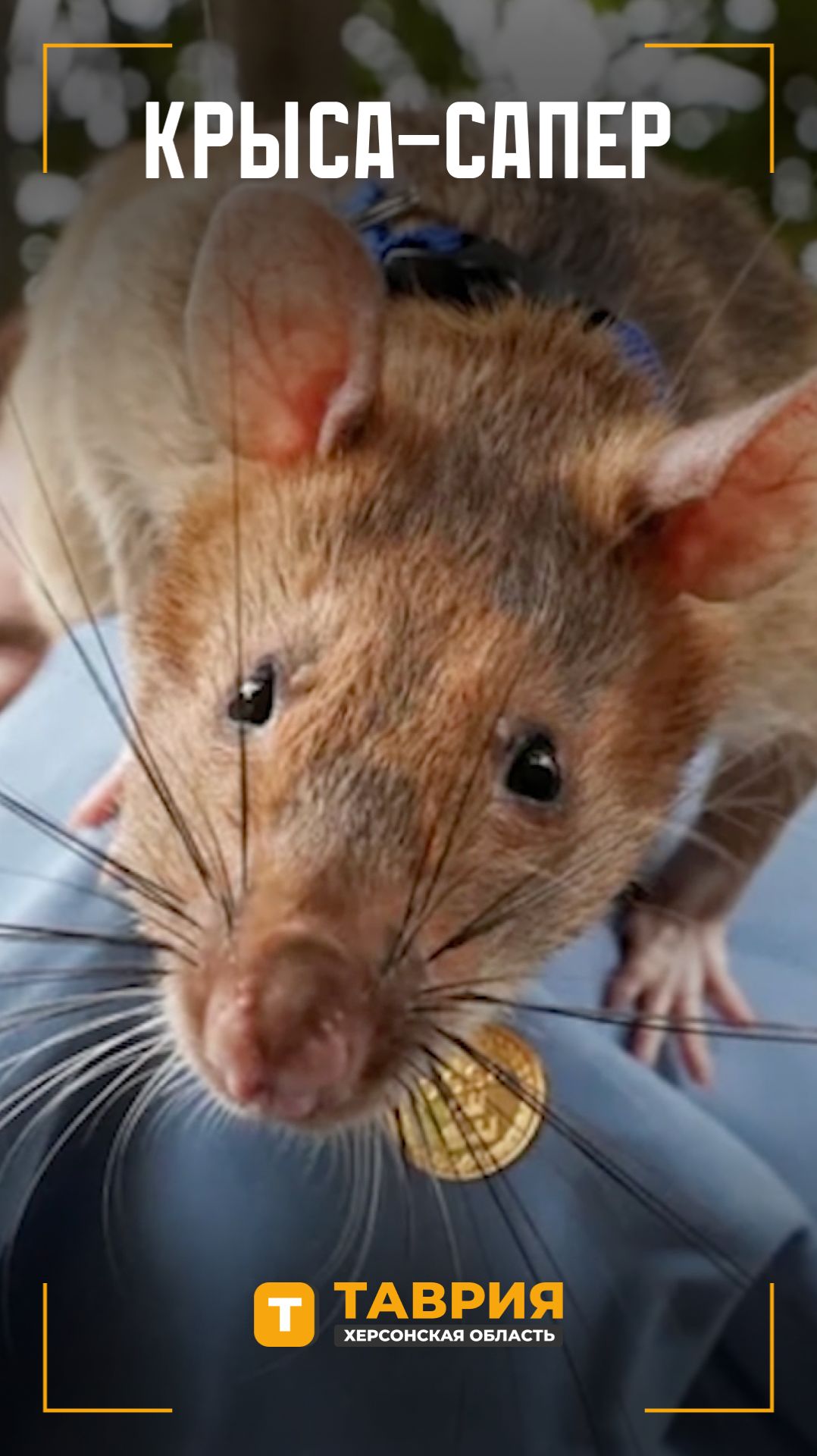 Крыса-сапер