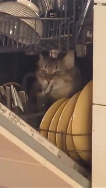 Что на самом деле происходит внутри посудомоечной машины