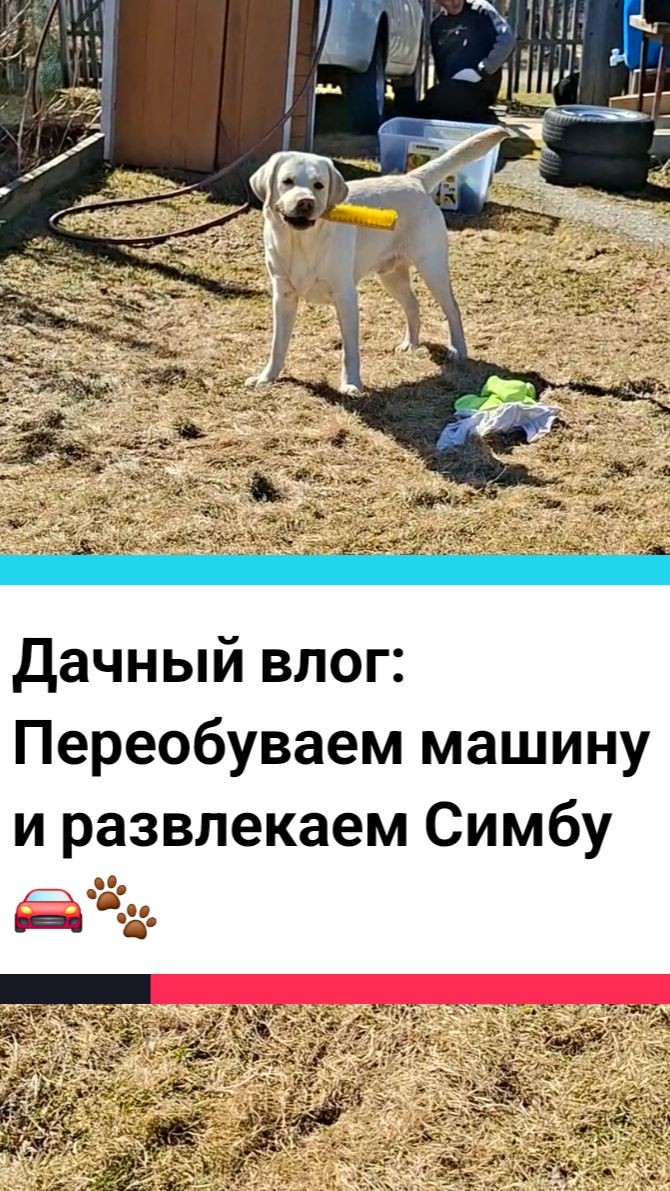 Дачный влог: Переобуваем машину и развлекаем Симбу! 🚗🐾