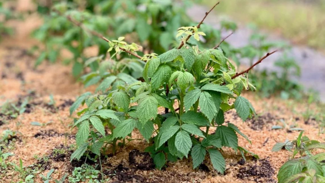 Чем подкормить малину в апреле для шикарного урожая: фирменный рецепт