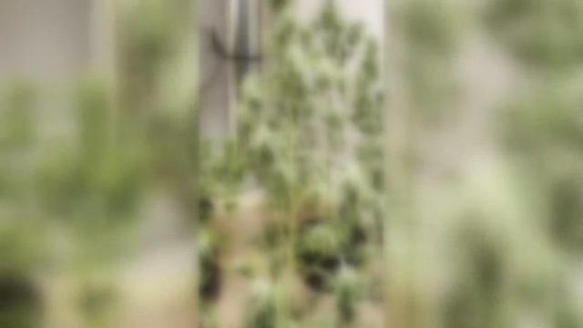 Криминал недели в программе «По горячим следам», выпуск 16 апреля