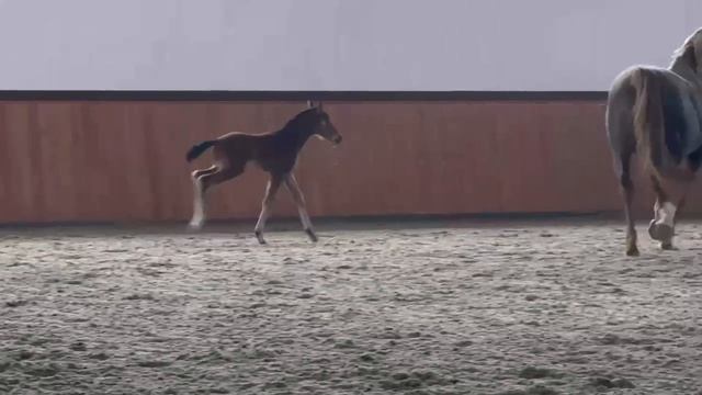 Detroit De Royal - 26