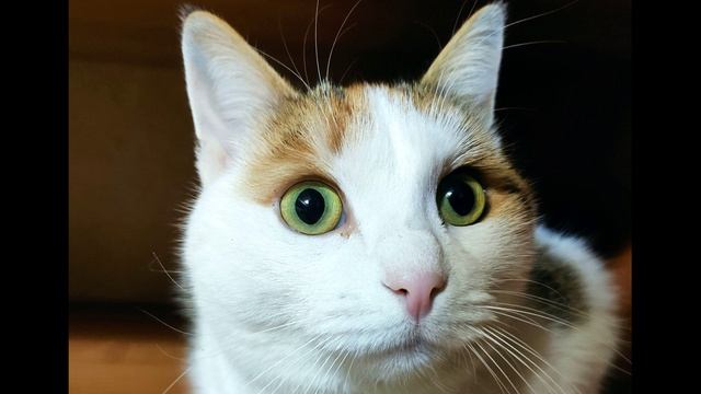 Ш. Бодлер. Кошка