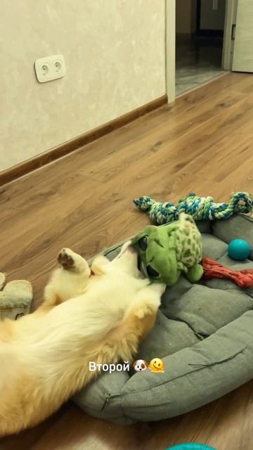 Батон и Коржик с вами, подписывайся!