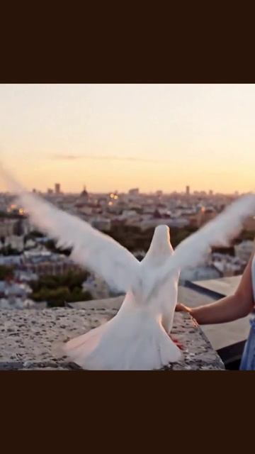 #голубь #животные #друзьяптицы #природа