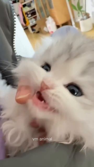 Ой, какая прелесть 🥰 - виртуальное животное