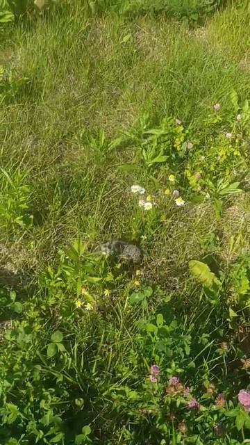 Йожик в Сибири