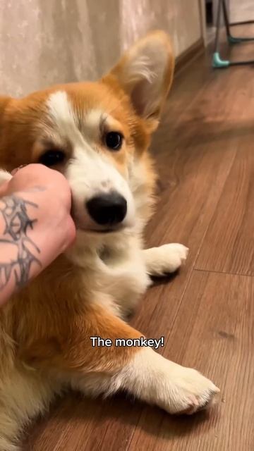 Коржик каждый день  Подписывайся!