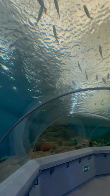 Рыбки в океанариуме ч.34