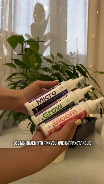 Любимое комбо для фикуса!