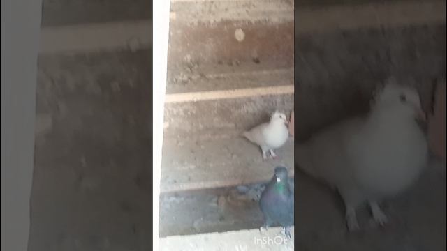 голуби Ломова Садятся на вторые