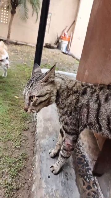 ПРИКОЛЫ С КОТИКАМИ !
СМЕШНЫЕ КОТЫ И КОШКИ 😾 2026 ! 
До слёз