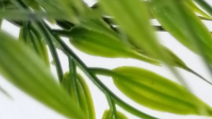 Ежуля Ромашкин