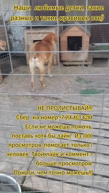 НАС107=106хвостиков  +1человек!