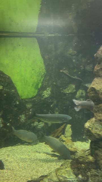 Я в Океонариуме 👍🏻