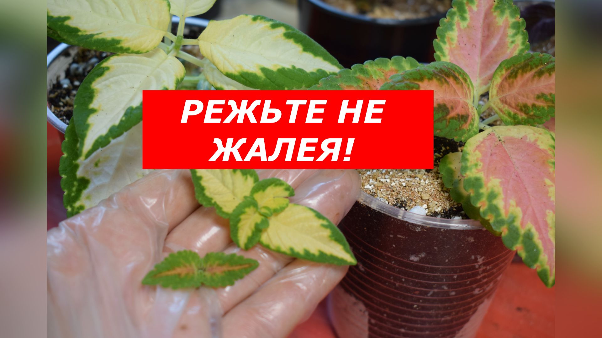 Колеус: вторая перевалка и формирование. Пошаговая инструкция для яркого роста