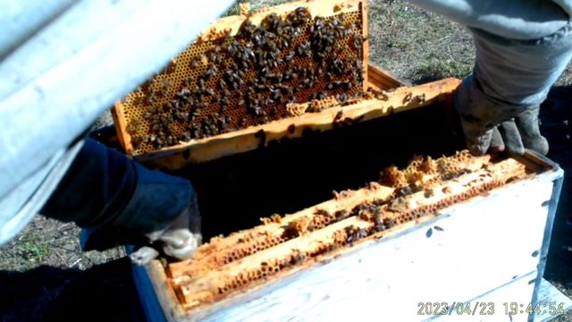 Суш или вощина в апреле,чем расширять.