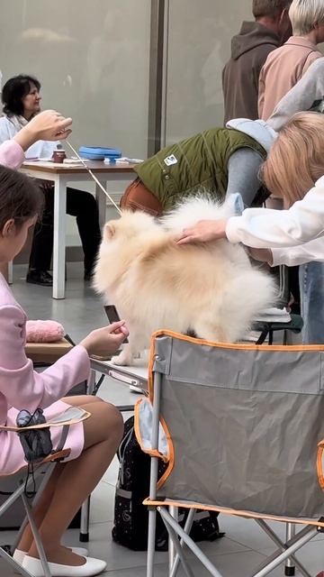 Выставка собак в ТК Гуд'Ок в эти минуты