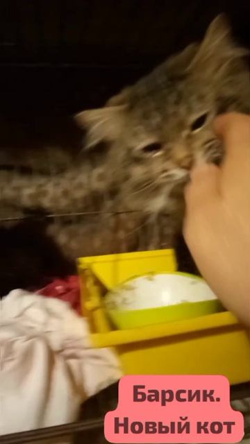 Ночью подброшен новый кот. Прибавилось с непрошенным хлопот.