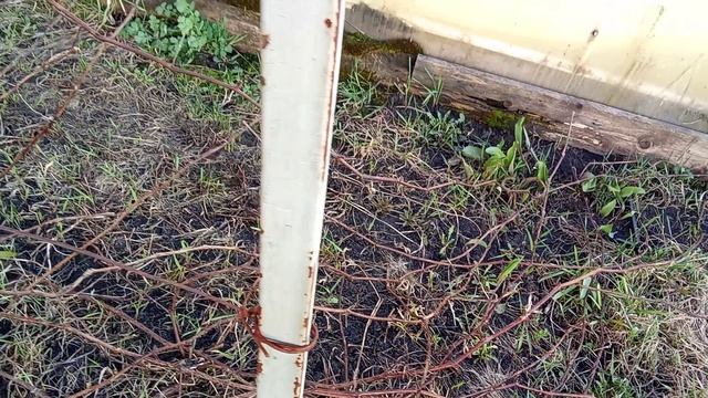 15.04.26 Обработала сад топазом 5/10