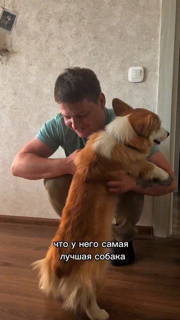 Подписывайся, чтобы не пропустить коржедень #корги #corgi #corgishorts #tiktok #смешныевидео