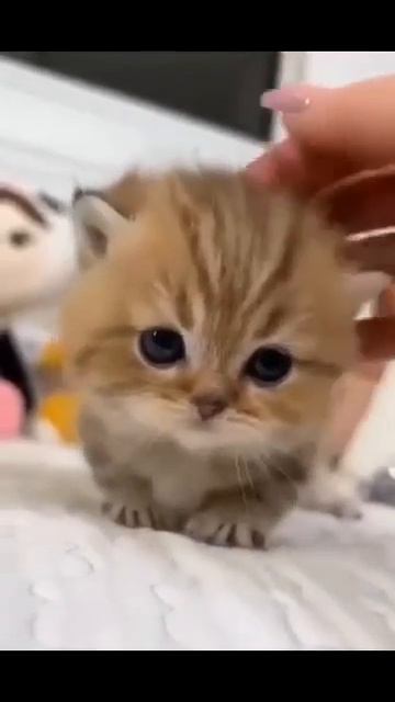 Клип @meowtaverse