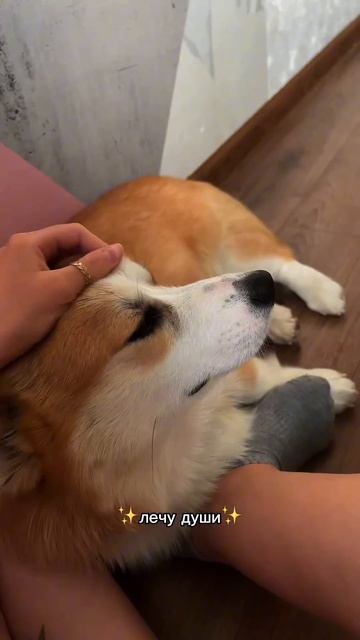 Поделись с тем, кто знает, что такое “свой пёс” #корги #dogs #corgi #милота #смешныеживотные #shorts