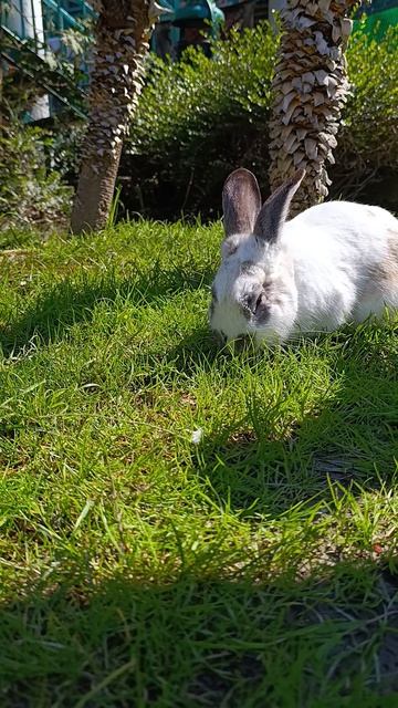 кролик кушает траву